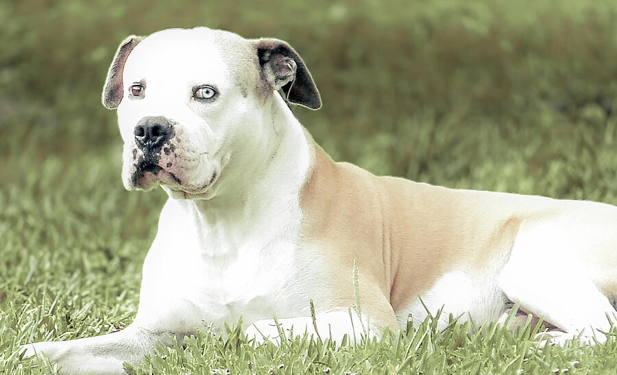 Photographic Portrait of Bulldog Sando 2 Photograph by Miss Pet Sitter