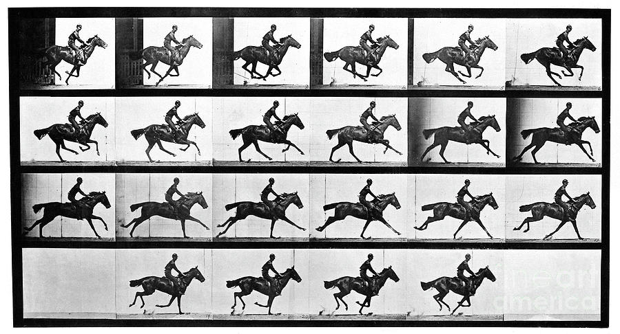 Photographic Study of Bouquet Galloping Photograph by Eadweard Muybridge