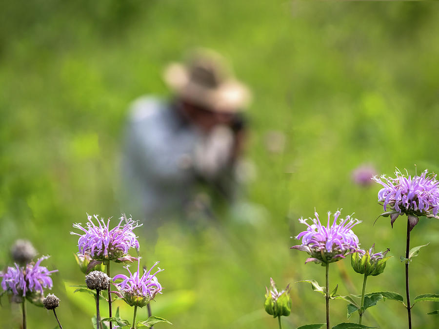 Photographing Wildflowers Photograph by Penny Meyers