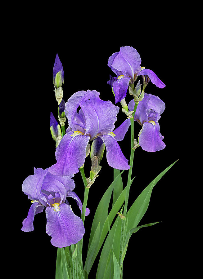 PhotoPurple Iris - Grape Scented Photograph by Patti Deters