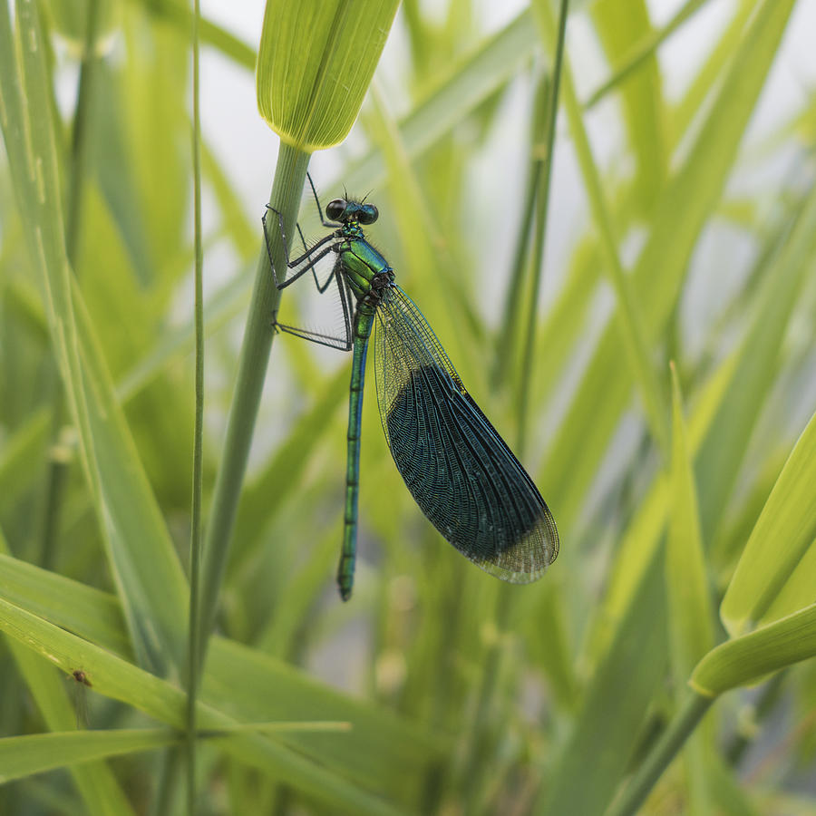 Photos insectes Photograph by Pass Imagination | Fine Art America