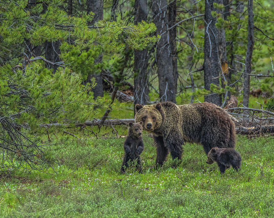 Grand Teton National Park Photograph - Photoshoot With Blondie And Cubs by Yeates Photography