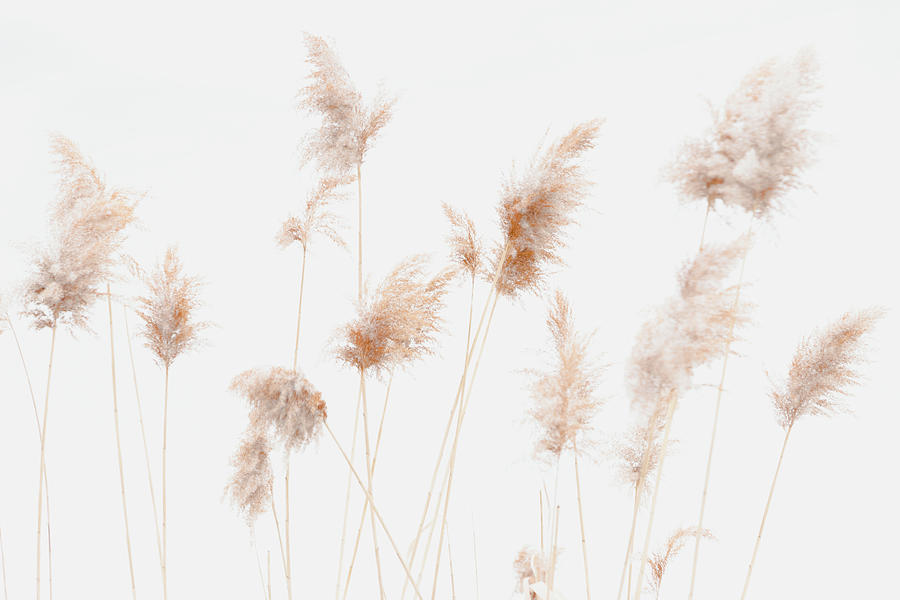 Phragmites in Winter - WHite background snow Photograph by Cristina Stefan