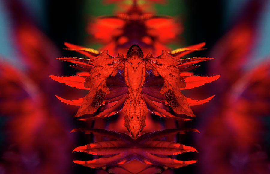 Phyllium Guardian 2 Digital Art by Pelo Blanco Photo Phyllium Guardian 2 Digital Art by Pelo Blanco Photo