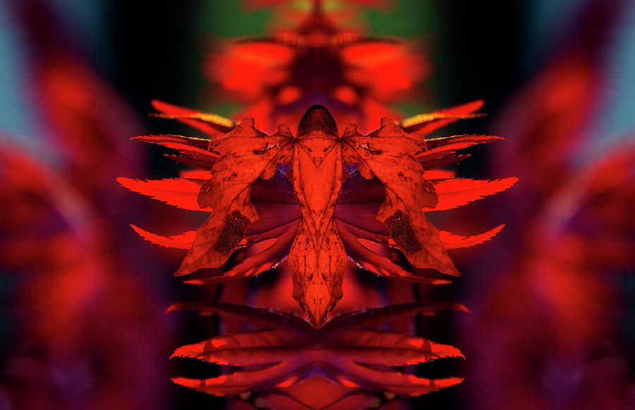 Phyllium Guardian 2 Digital Art by Pelo Blanco Photo