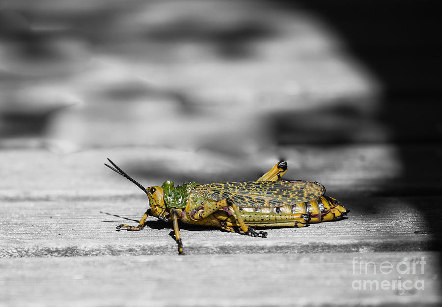 Grasshopper Photograph - Phymateus Leprosus by Eva Lechner