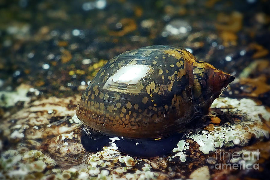 Physella Acuta Bladder Snail Photograph By Frank Ramspott Fine Art