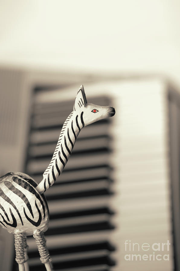 Piano Zebra Photograph by Konstantin Sevostyanov