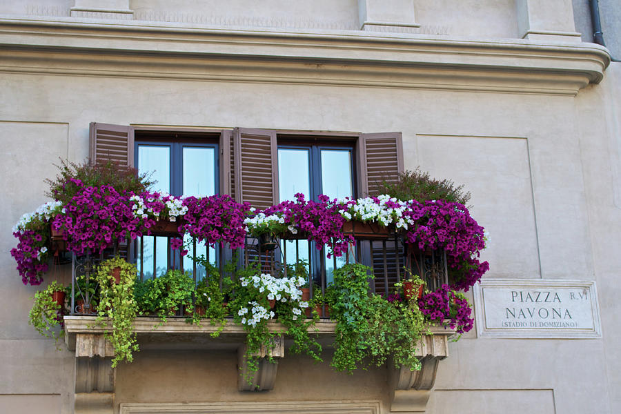 Piazza Navona Window and Flowers Photograph by Matthew DeGrushe