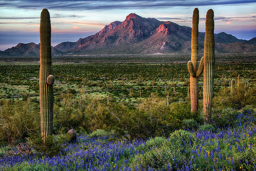 Picacho Peak Arizona Lupine in Bloom Photograph by Dave Dilli