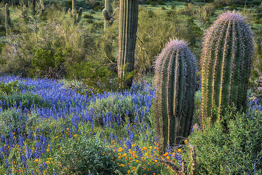 Picacho Peak Cactus And Lupine Photograph By Dave Dilli Fine Art America