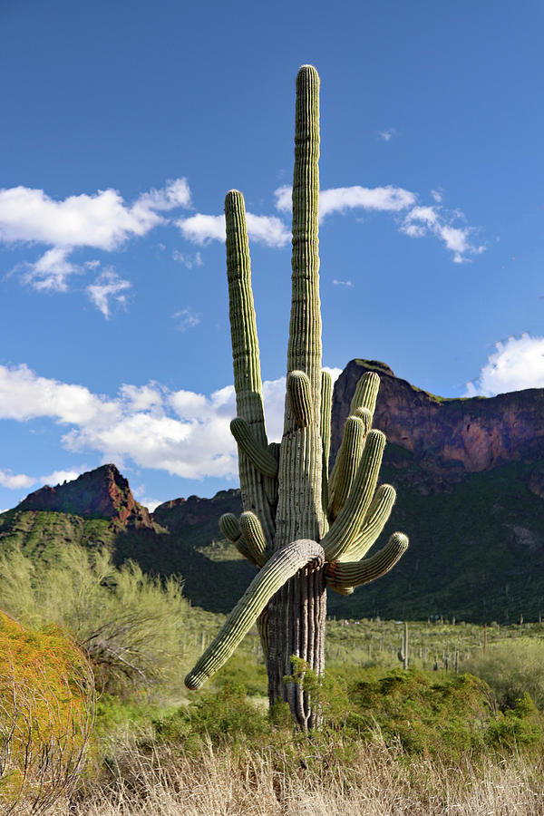 Picacho Peak Cactus Photograph by David T Wilkinson