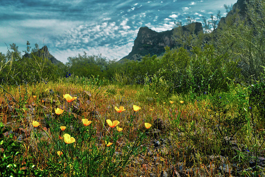 Picacho Peak Poppies Photograph by Chance Kafka