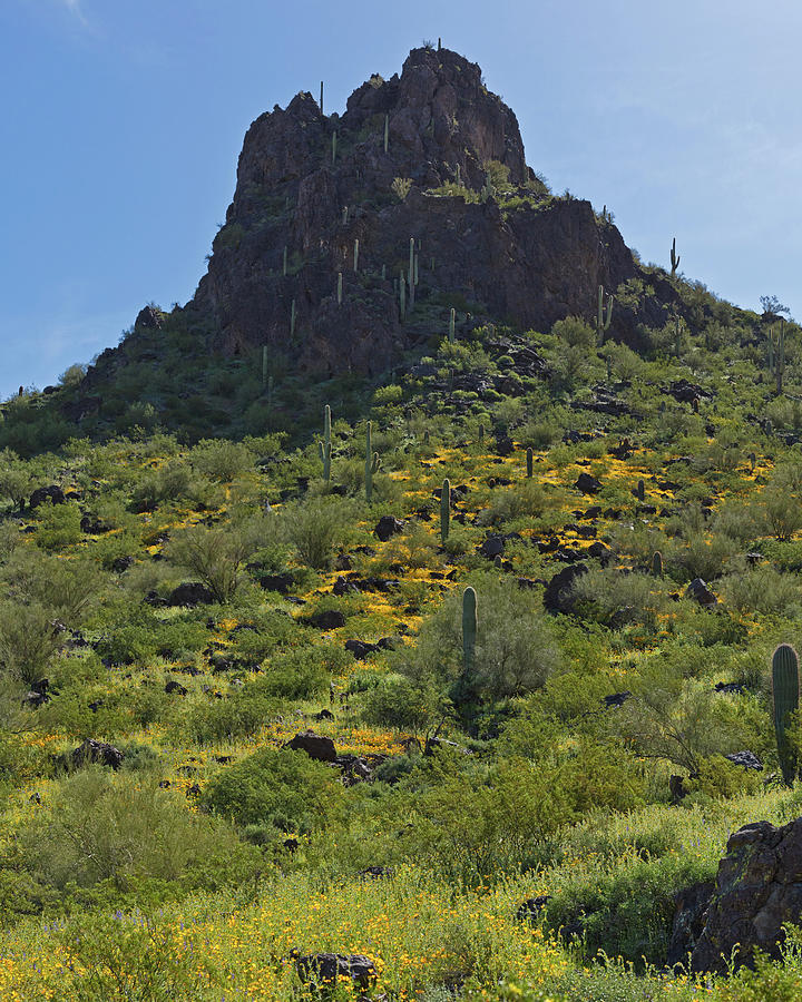 Picacho Peak Poppies Photograph by Tom Daniel