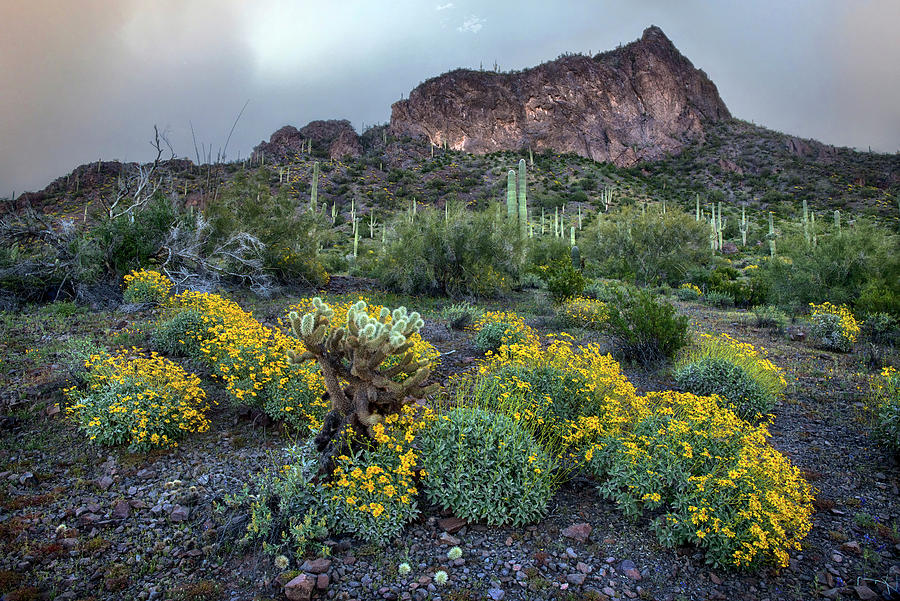 Picacho Peak Spring time at Sunset Photograph by Dave Dilli