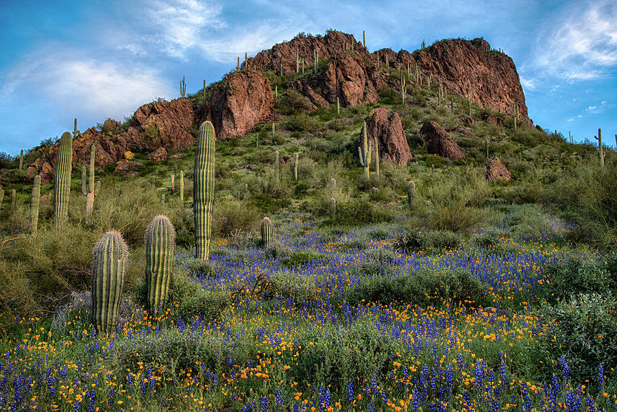 Poppy Photograph - Picacho Peak with Lupine and Poppies in Bloom by Dave Dilli