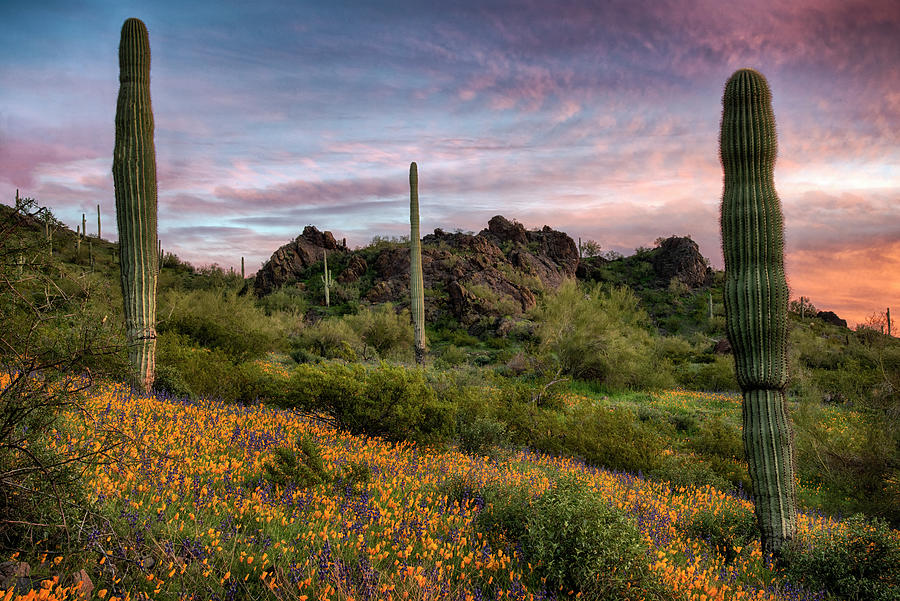 Picacho Peak with Saguaros and Spring Wildflowers Photograph by Dave Dilli