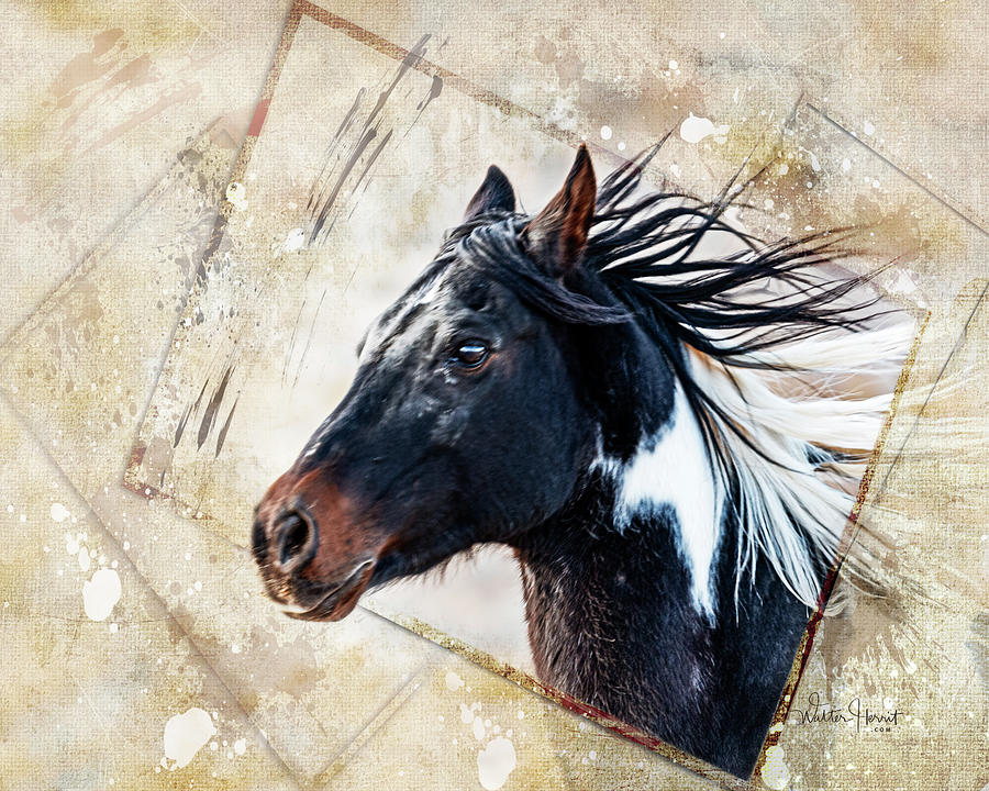 Paint Stallion A2 Mixed Media by Walter Herrit