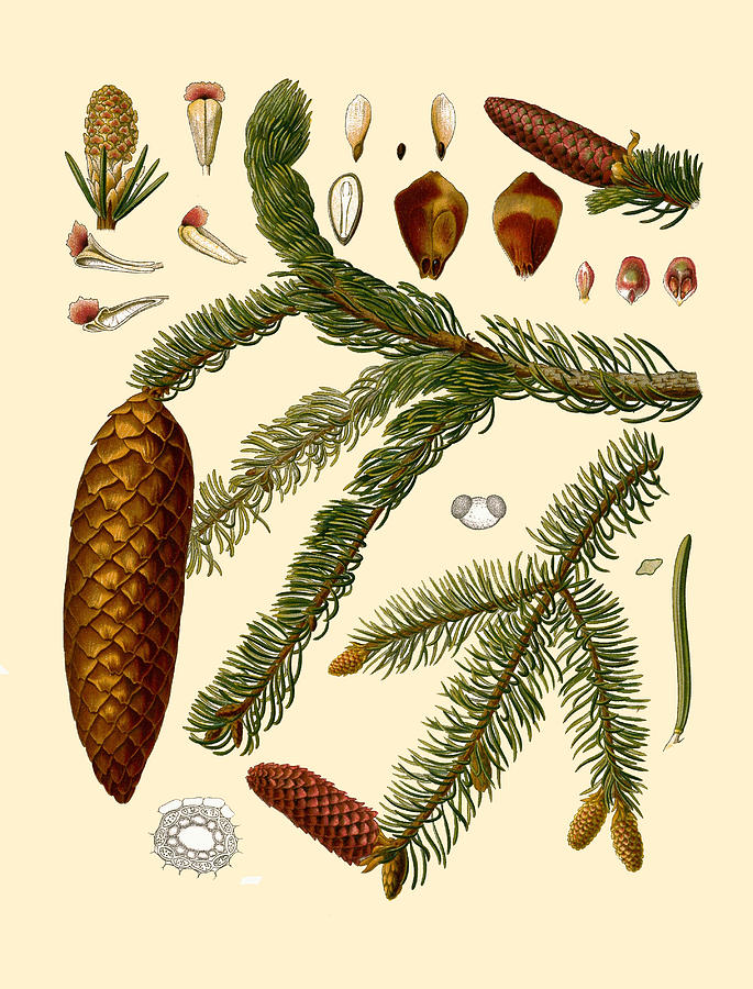 Picea abies Drawing by Walther Otto Mueller