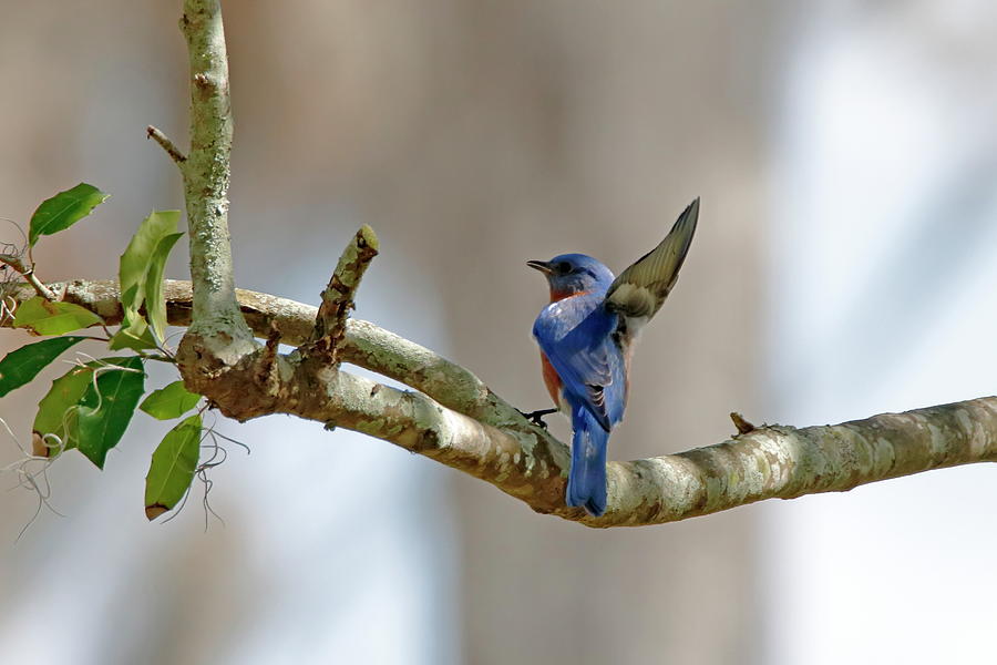 Bird Photograph - Pick Me Bluebird by Daniel Caracappa
