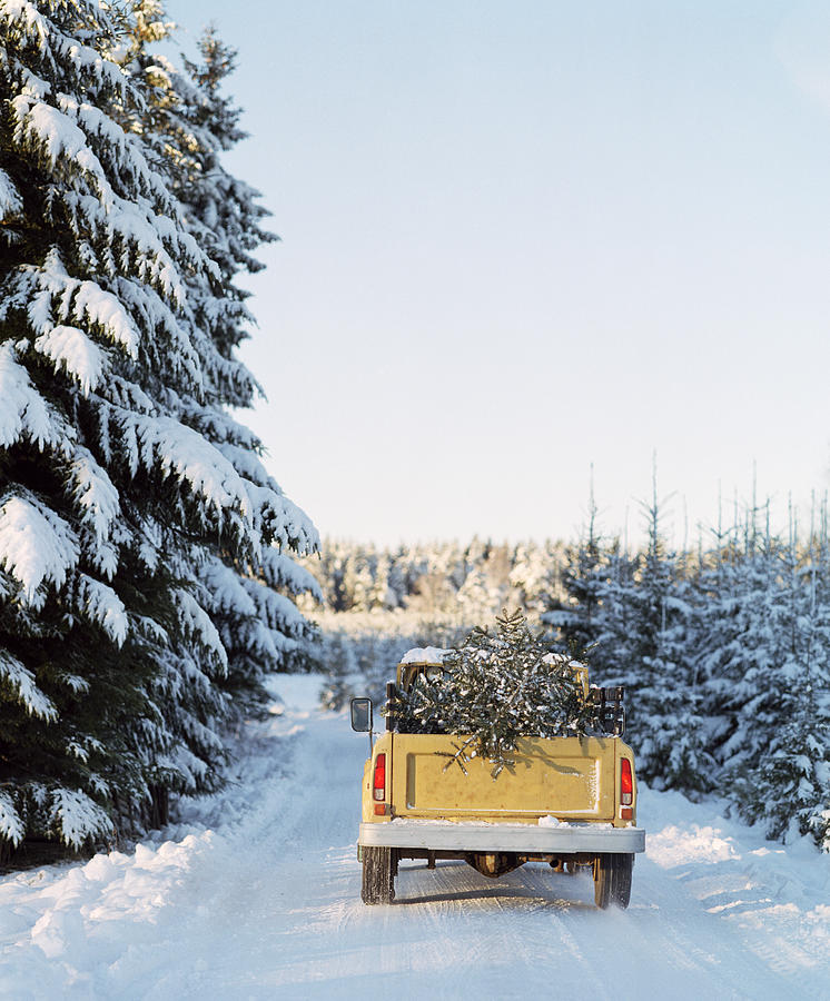 Pick up truck with pine tree on back Photograph by Johner Images