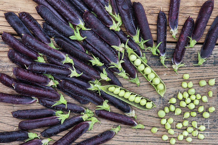 Picked Purple Podded Peas Pattern Photograph by Tim Gainey