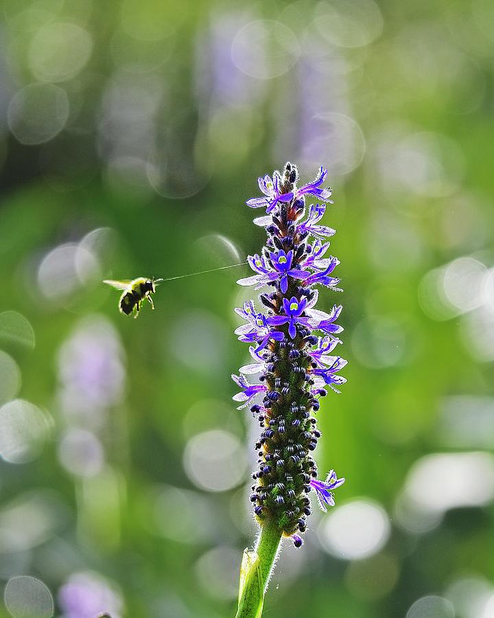 Pickerel Weed and Bee Photograph by Steven Ralser