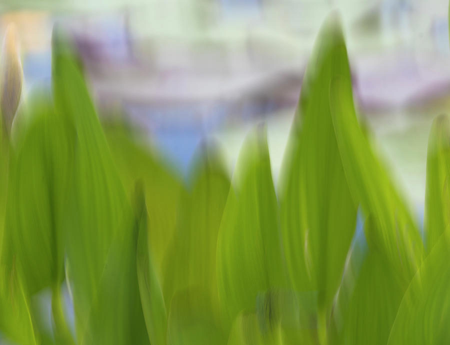Pickerel Weed Art, Intentional Camera Movement Art Photograph 1 Photograph by Eric Abernethy