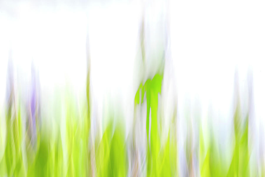 Pickerel Weed Art, Intentional Camera Movement Art Photograph 2 Photograph by Eric Abernethy