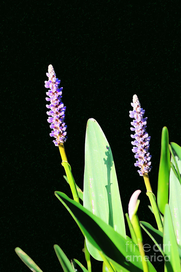 Pickerel Weed On Black Photograph