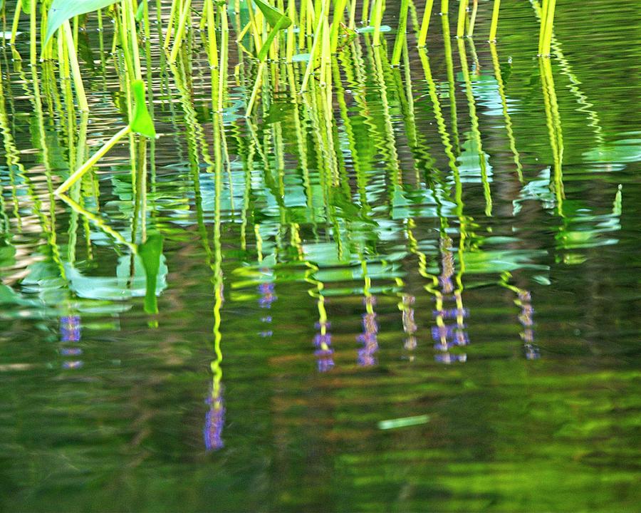 Pickerel Weed Reflection Photograph by Steven Ralser