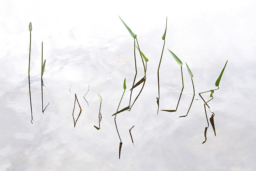 Pickerel Weeds At Jordan Pond Photograph by John Manno