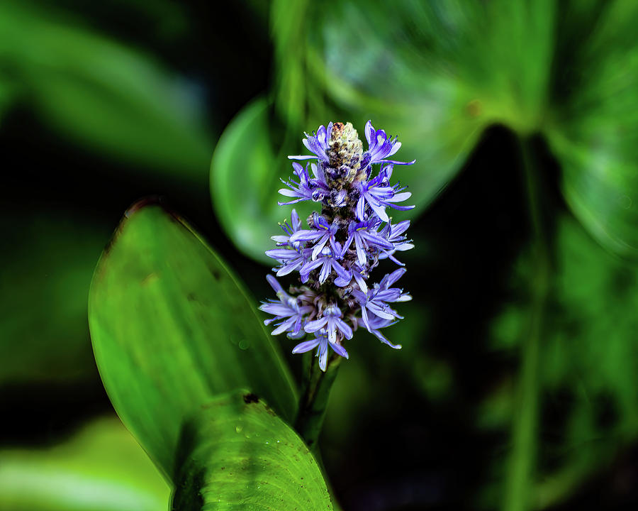 Pickerelweed 01 Photograph by Flees Photos