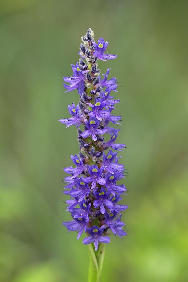 Pickerelweed Photograph by Paul Rebmann