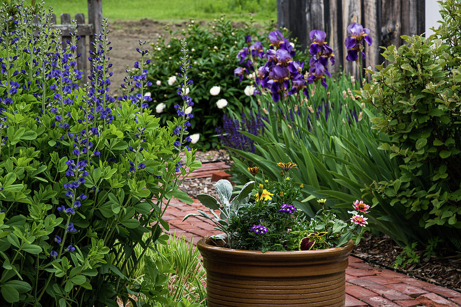 Picket Fence Garden Photograph by Lynn Thomas Amber