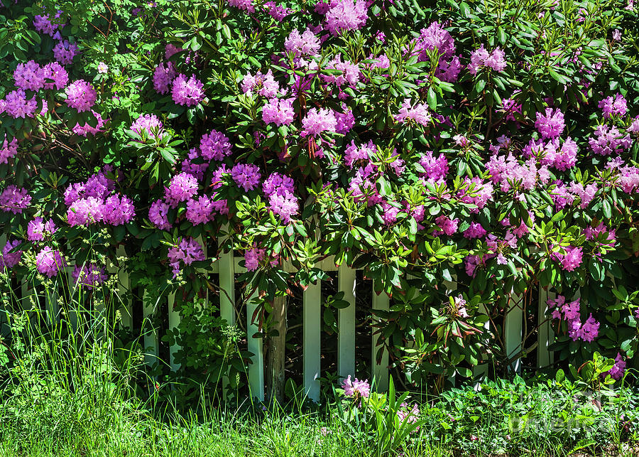 Picket Fence Peonies Photograph by Alan L Graham