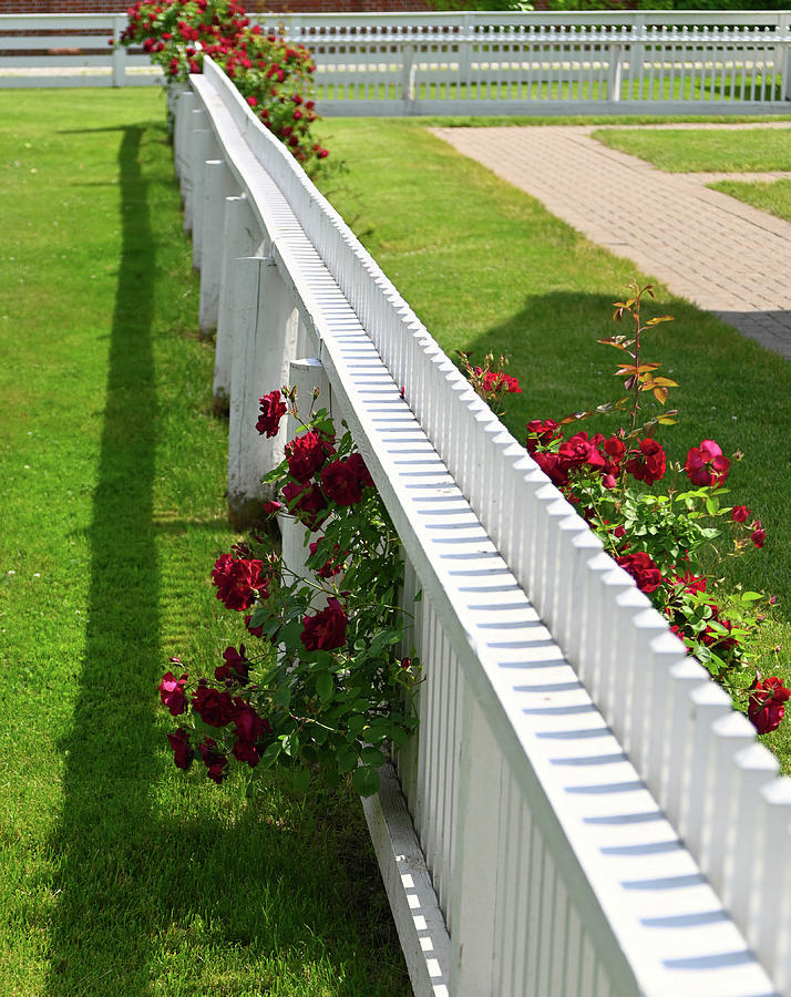 Picket Fence Roses Photograph by Rein Nomm