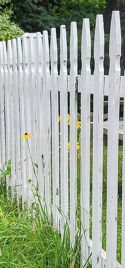 Picket Fence with Black Eyed Susan Photograph by Kathy Barney
