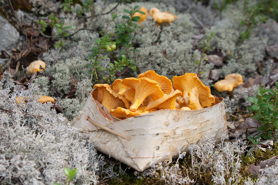 Picking Chanterelle mushrooms Photograph by JuhaHuiskonen