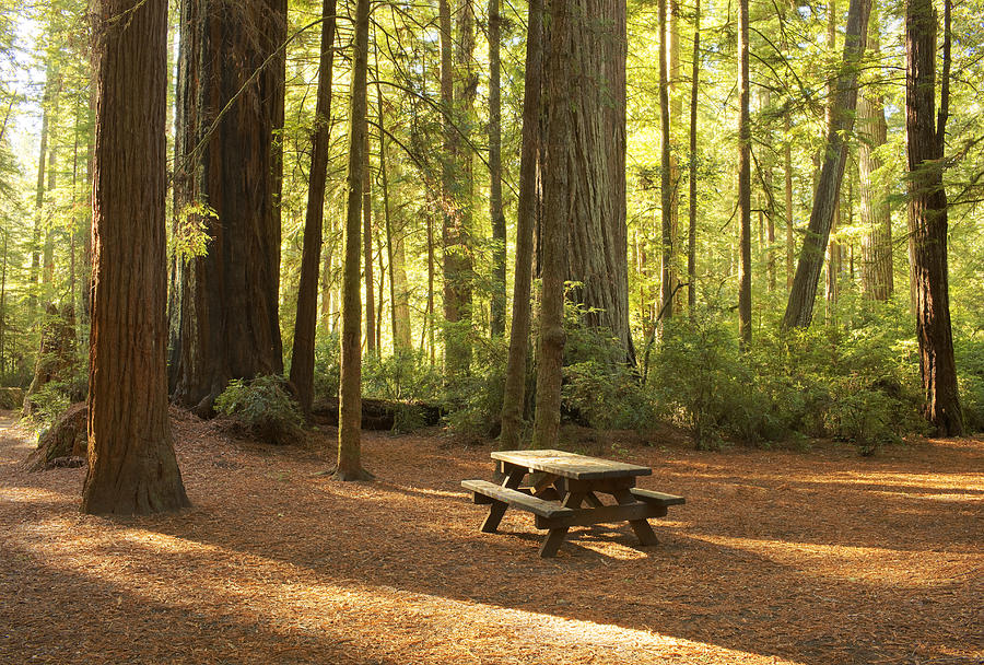 Picnic Table in Campground, Redwood National Park Photograph by Andy Ryan