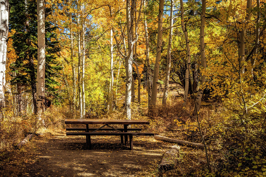 Picnic Table Photograph by Maria Coulson
