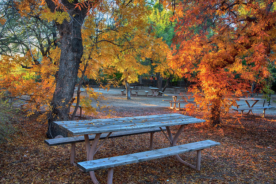 Picnic table with fall foliage  Photograph by Dave Dilli