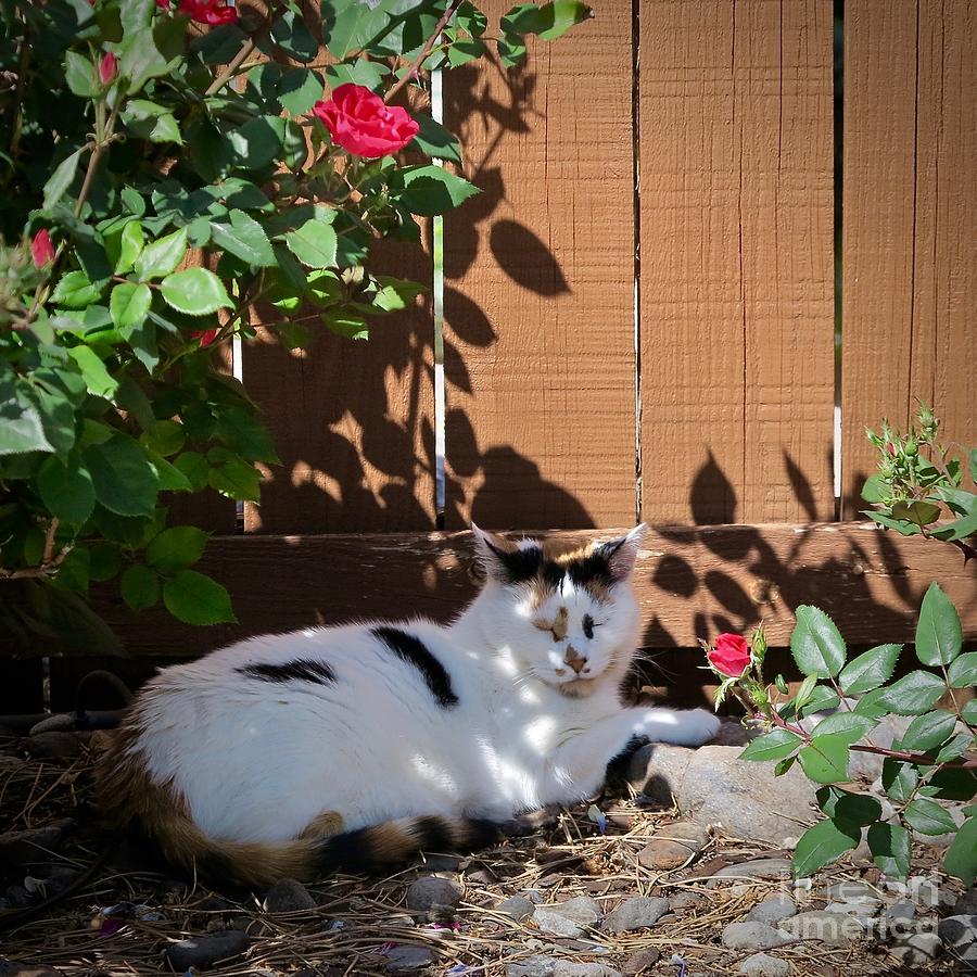 Pico In The Wild Roses Photograph