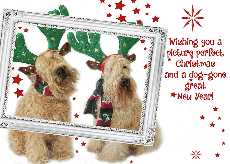 Picture Perfect Christmas Photograph