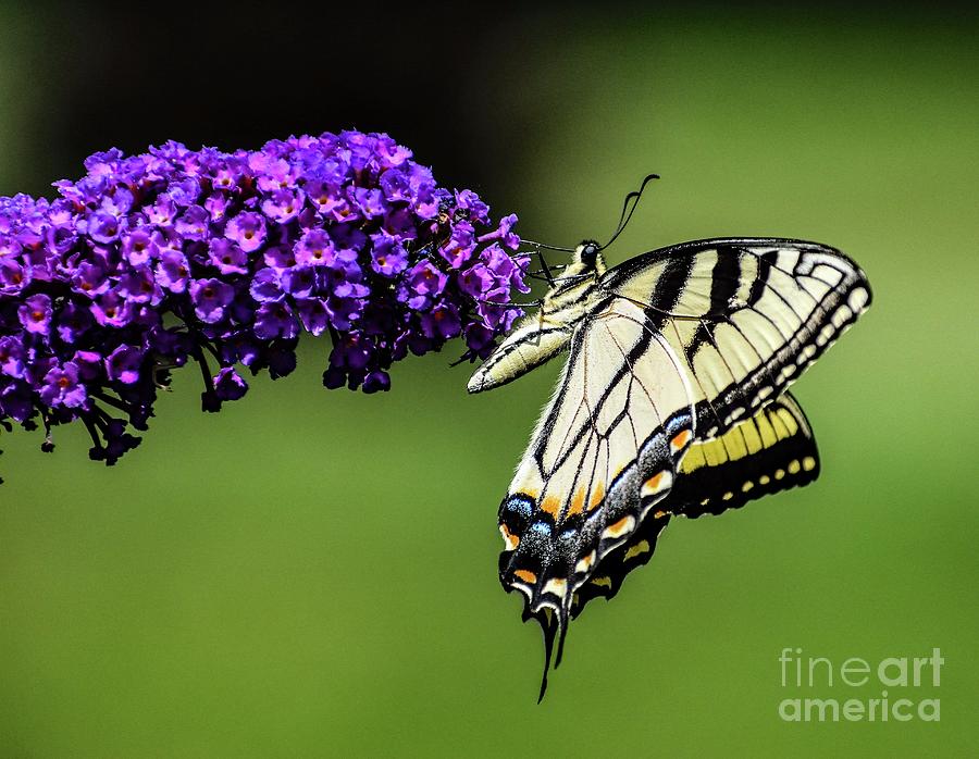 Picture Perfect Eastern Tiger Swallowtail Photograph