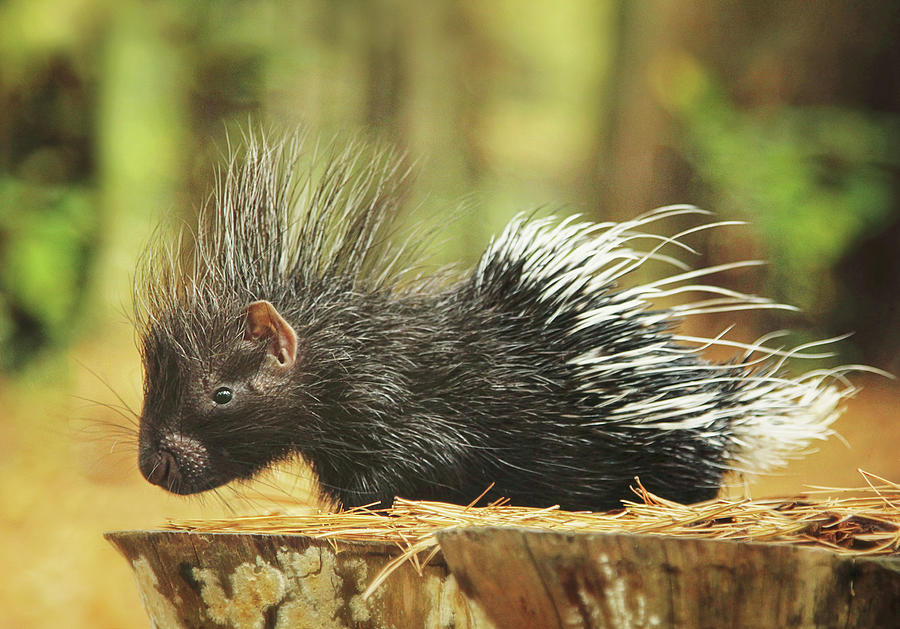 Picture Perfect Porcupine Photograph by Carrie Ann Grippo-Pike