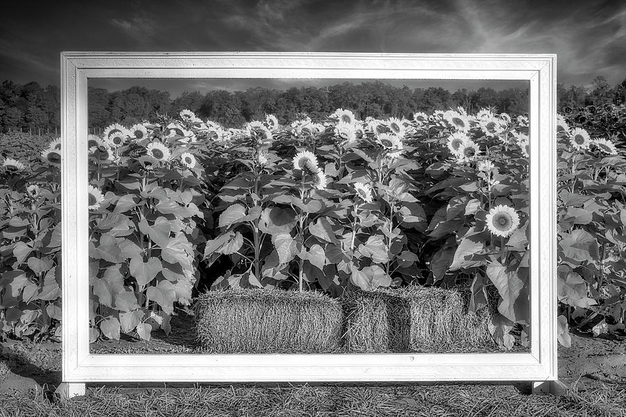 Picture Perfect Sunflowers BW Photograph by Susan Candelario