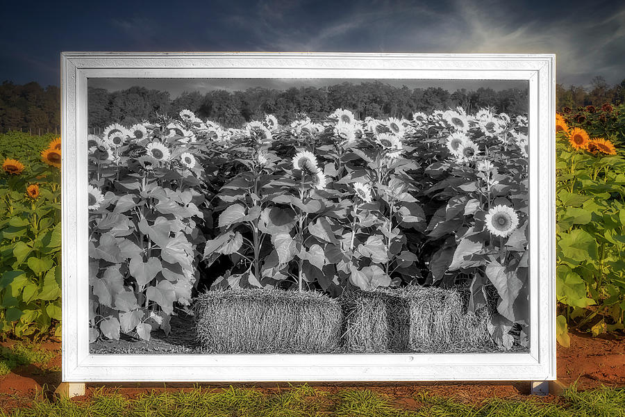 Picture Perfect Sunflowers II Photograph by Susan Candelario