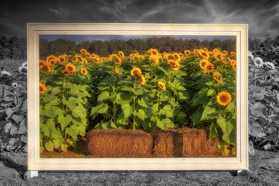 Picture Perfect Sunflowers III Photograph by Susan Candelario