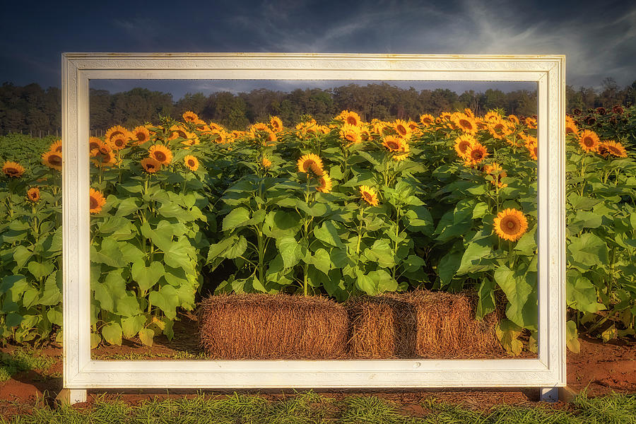 Picture Perfect Sunflowers Photograph by Susan Candelario